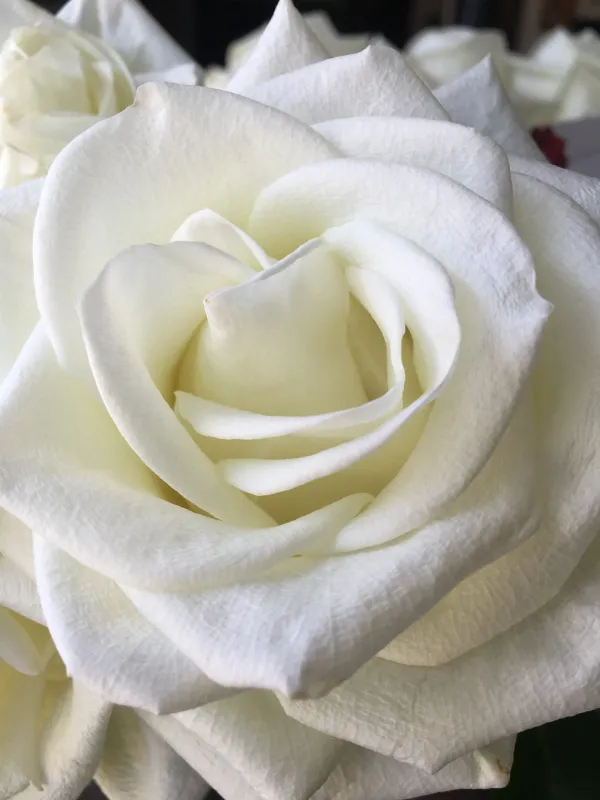 A close up of the center of a white rose.
