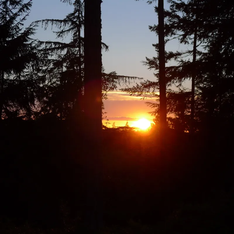 A sunset in the woods with trees and sky